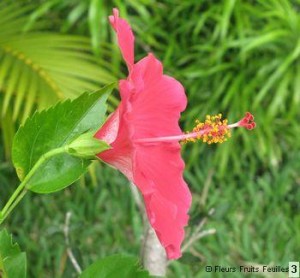 COQUELICOT 1copyrighter_3